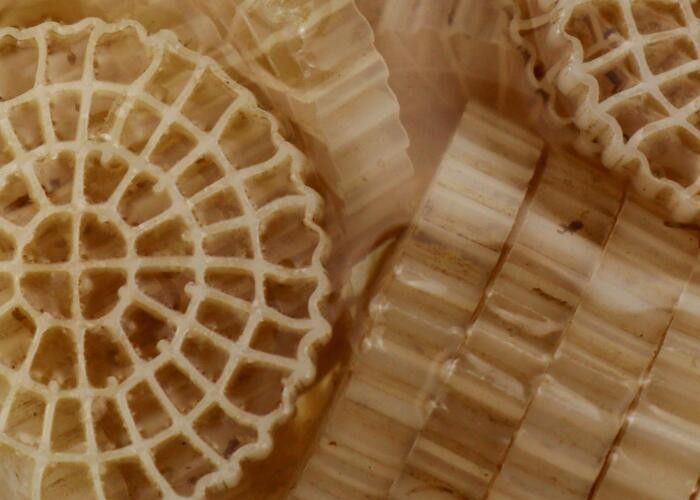Vrouwelijk HDPE-materiaal MBBR Plastic Biofiltermedia met een goed oppervlak